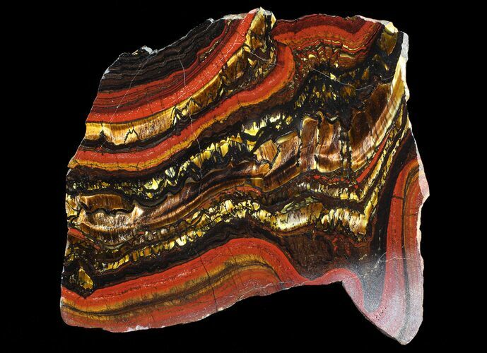 Polished Tiger Iron Stromatolite - ( Billion Years) #65324